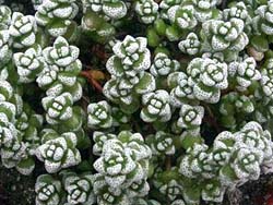 Crassula corallina (Crassula dasyphylla)