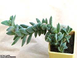 Crassula perfoliata var. minor