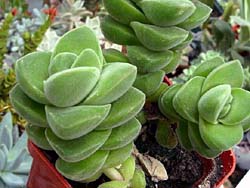 Crassula cv. Moon Glow (Crassula deceptor v. arta X Crassula falcata)