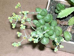 Crassula elegans ssp. namibensis