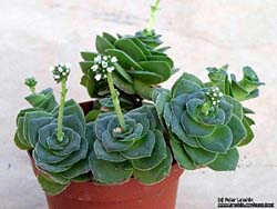 Crassula hemisphaerica (montana ssp. qudrangularis)