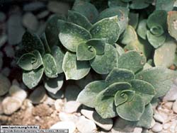 Crassula lactea