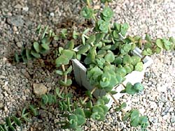 Crassula pellucida