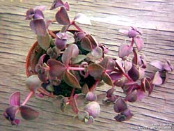 Crassula pellucida f. rubra f. variegata