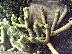 Crassula marnieriana