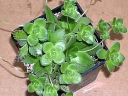 Crassula orbicularis 