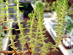 Crassula schimperi subsp. phyturus 