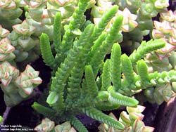 Crassula