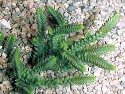 Crassula lycopodioides var. purpusii (ericoides, lanceolata ssp. denticulata)