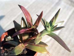 Crassula capitella ssp. thyrsiflora 