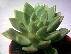 Echeveria chiclensis var. backebergii 