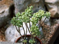 Echeveria sedoides 