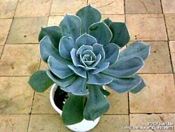 Echeveria glauca ssp. secunda