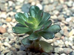 Echeveria multicaulis 