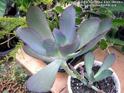 Echeveria rubromarginata 