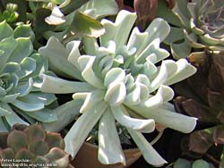 Echeveria runyonii cv. Topsy-Turvy