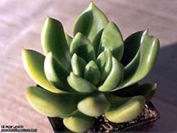 Echeveria scaphylla 