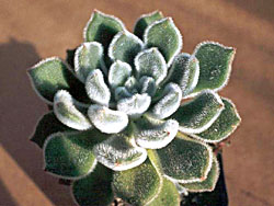 Echeveria harmsii 