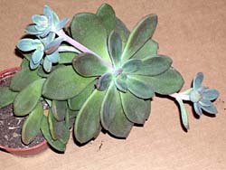 Echeveria bifida (stolonifera)