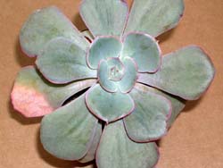 Echeveria strictiflora X E sp. F0r11