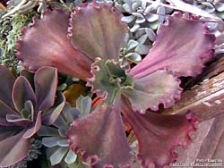 Echeveria violacea cv. Mauna Loa