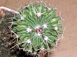 Echinofossulocactus multicostatus 