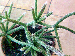 Erythrorhipsalis pilocarpa 