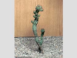 Euphorbia mammillaris 