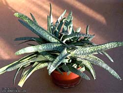 Gasteria carinata 