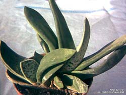 Gasteria pseudonigricans 