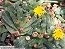 Glottiphyllum depressum