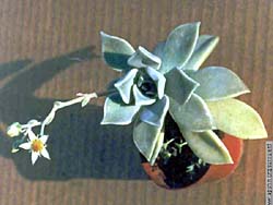 Graptopetalum paraguayense