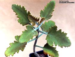 Kalanchoe beharensis v. aureo-aeneus cv. Roseleaf