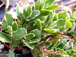 Kalanchoe blossfeldiana f. variegata