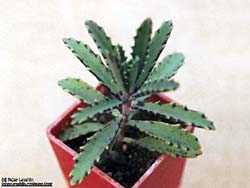 Kalanchoe serratifolium hybr.