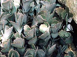 Kalanchoe fedtschenkoi