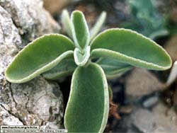 Kalanchoe velutina 