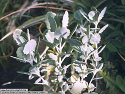 Kalanchoe crenata (laxiflora)
