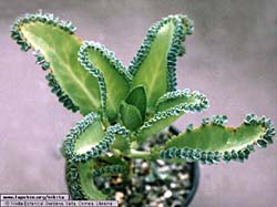 Kalanchoe laetivirens (X crenatodaigremontiana)