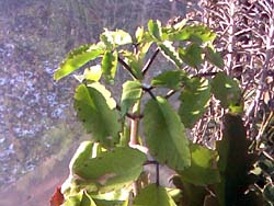 Kalanchoe pinnata 