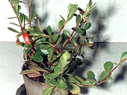 Kalanchoe manginii 