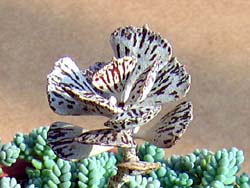 Kalanchoe rhombopilosa 