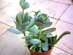 Kalanchoe rotundifolia