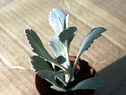 Kalanchoe pumila 