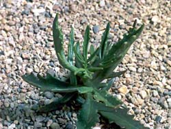 Kalanchoe synsepala f. dissecta