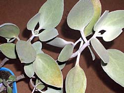 Kalanchoe hildebrandtii cv. Silver Spoons