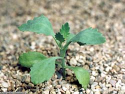 Kalanchoe pubescens 