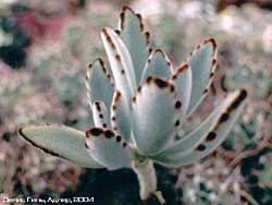 Kalanchoe tomentosa 