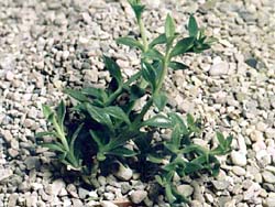 Lampranthus lanceolata