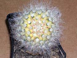 Mammillaria bocosana f. variegata cv. Natali